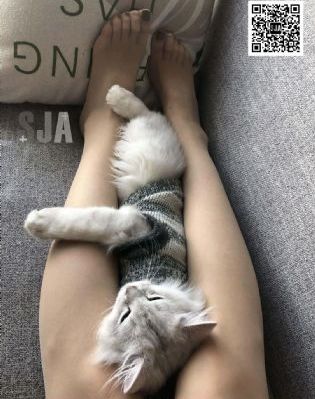 亲属的娇声动漫在线樱花_DVD免费在线播放